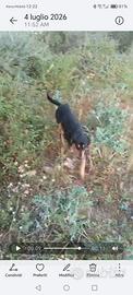 Cane da caccia al coniglio
