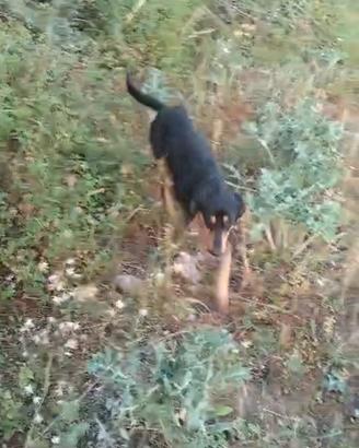 Cane da caccia al coniglio