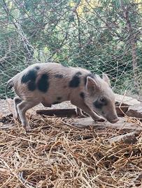 Maialino nano