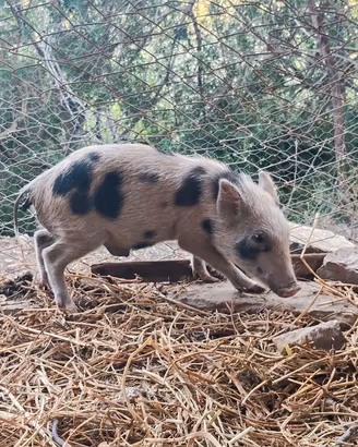 Maialino nano