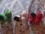 Immagine 2