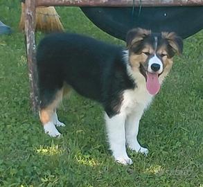 border collie 