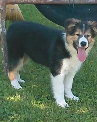 border collie 