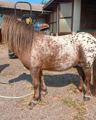 Miny pony