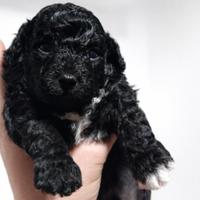 Barboncini toy/minitoy