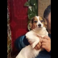 Adozione femminuccia piccola taglia