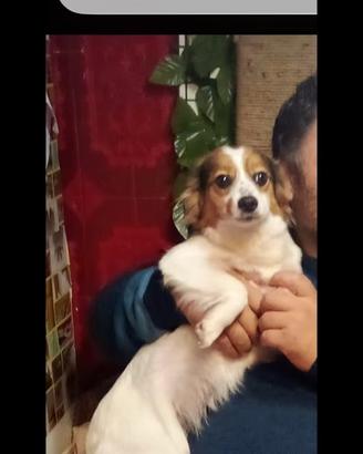 Adozione femminuccia piccola taglia