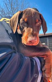 Dobermann