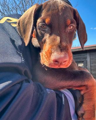 Dobermann