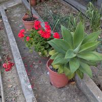 Piante da giardino