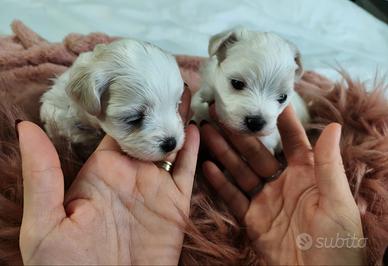 Cucciolo maltese