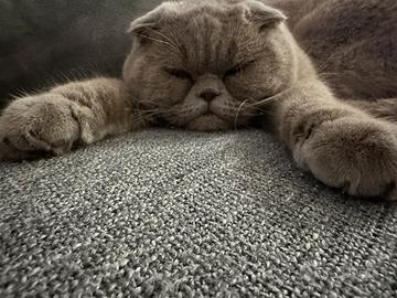 Gatto scottish