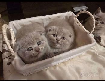 Scottish fold maschio 2,5 mesi