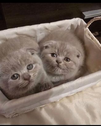 Scottish fold maschio 2,5 mesi