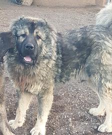 Pastore del Caucaso Stallone