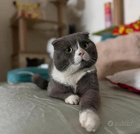 Cucciolata British