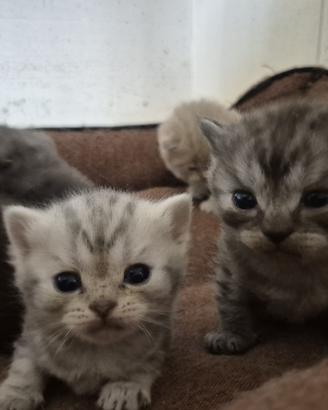 British shorthair