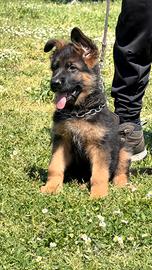 Cuccioli pastore tedesco