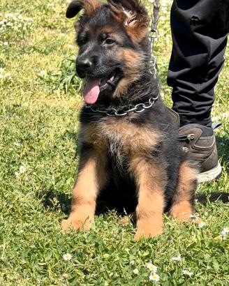 Cuccioli pastore tedesco