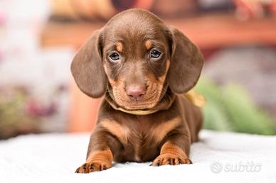 Bassotti kaninchen e nano disponibili subito