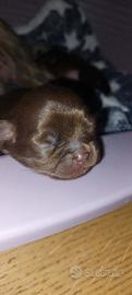 Femmine chihuahua