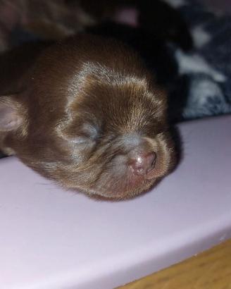 Femmine chihuahua