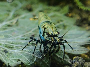 Caridine acquario 