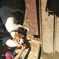 Cucciolini pointer Inglese clastidium