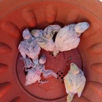 Stupendi pulli di cocorita