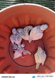 Stupendi pulli di cocorita