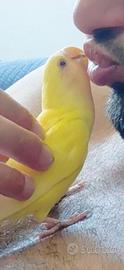 Inseparabile