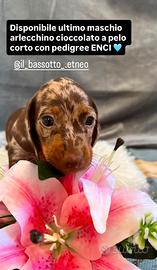 Bassotto enci