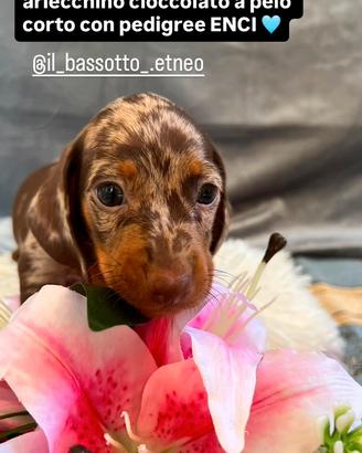 Bassotto enci