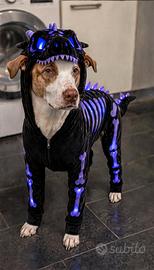 Costume drago scheletro per cani hombreon