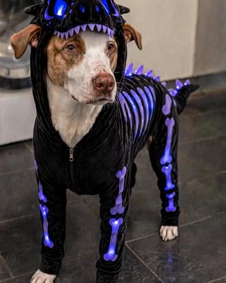 Costume drago scheletro per cani hombreon