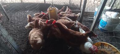 Galline ovaiole