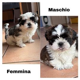 Cuccioli di Shihtzu