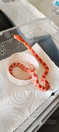 serpente del grano albino
