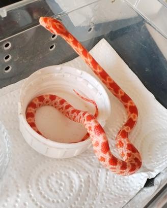 serpente del grano albino