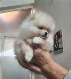 Spitz Tedesco Nano(Volpino di Pomerania)