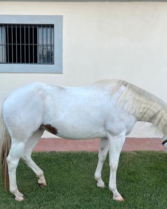 Cavalla Paint