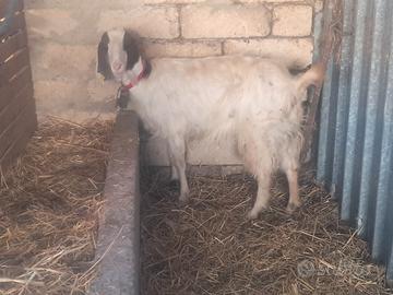 Capra maltese