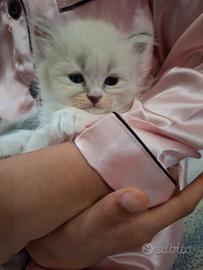 Gattini Ragdoll/Persiano