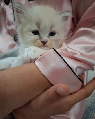 Gattini Ragdoll/Persiano