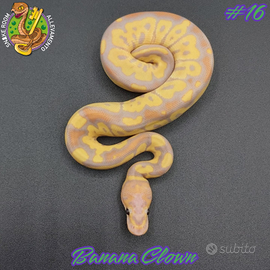 Pitone reale - 1.0 Banana Clown (#16)