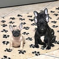 Cuccioli di Bouledogue Francese disponibili