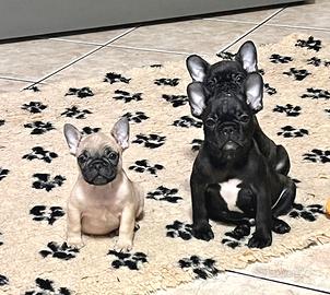 Cuccioli di Bouledogue Francese disponibili