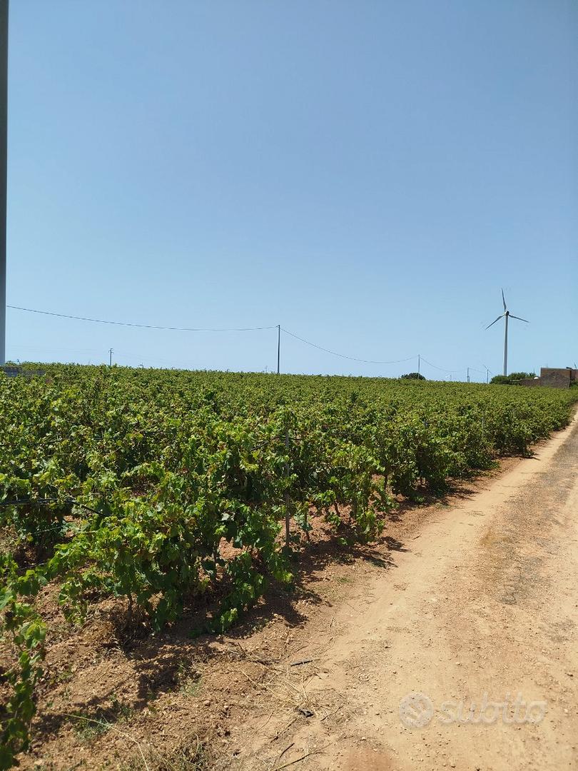 Terreno agricolo - Vista 3
