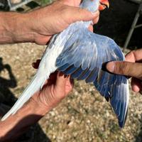 Parrochetti dal collare