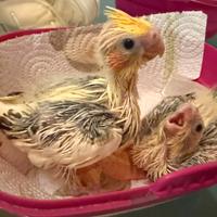 Calopsite allevate a mano